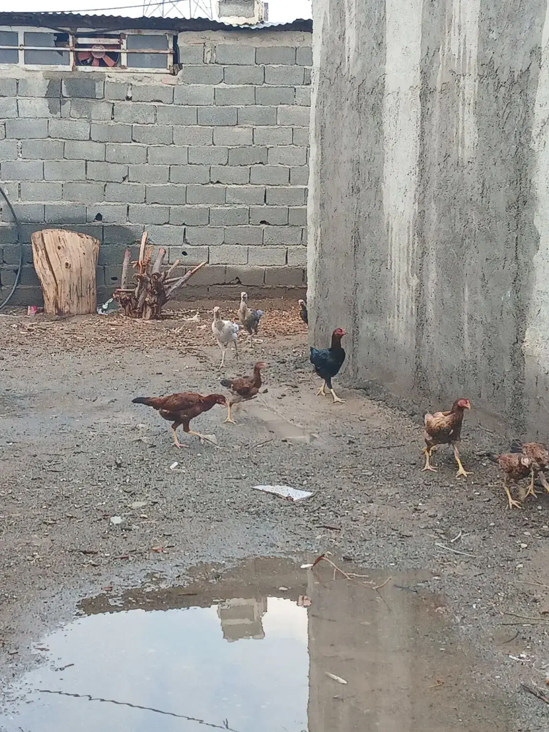 مرغ لاری|حیوانات مزرعه|باغستان, |دیوار