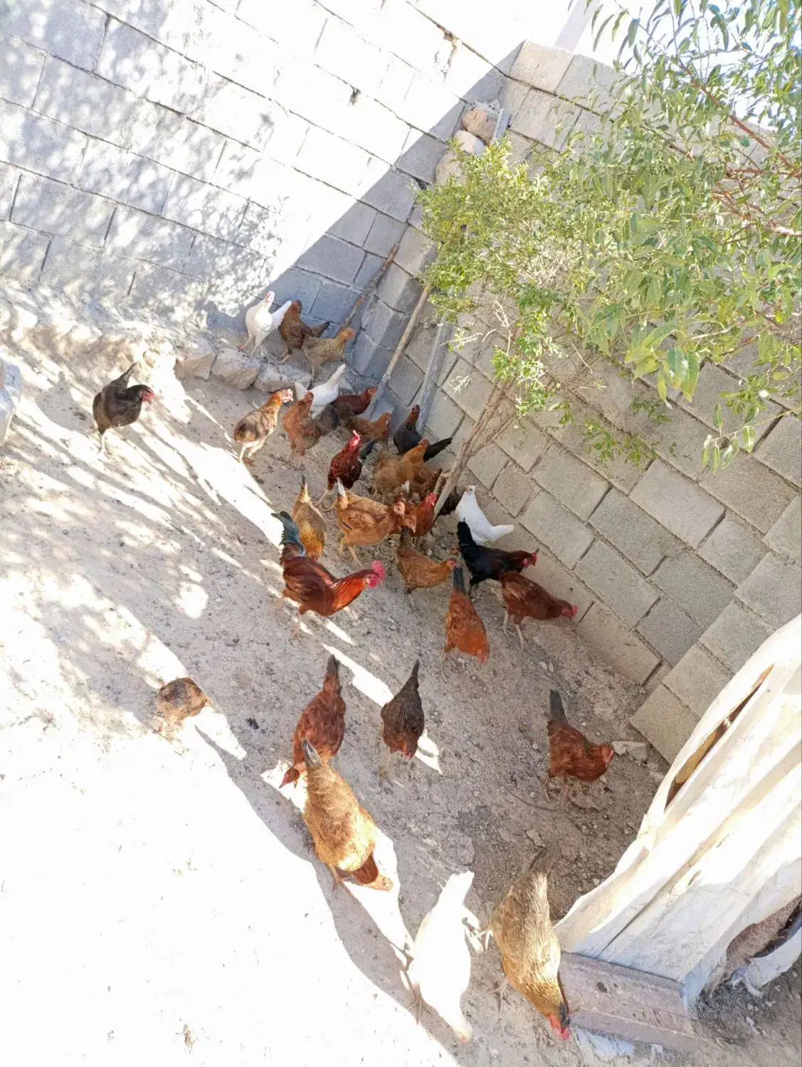 مرغ و خروس|حیوانات مزرعه|سرپل ذهاب, |دیوار