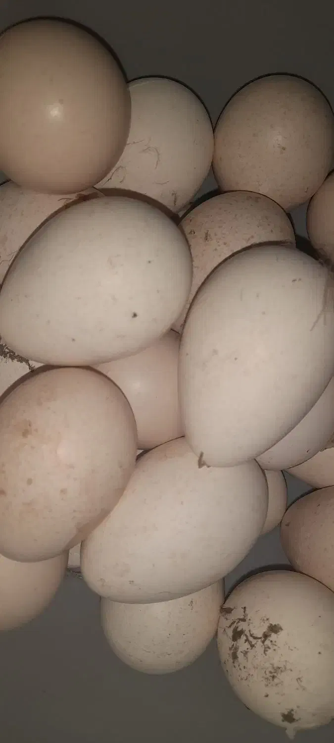 تخم بو قلمون تازه|حیوانات مزرعه|مشگین شهر, |دیوار