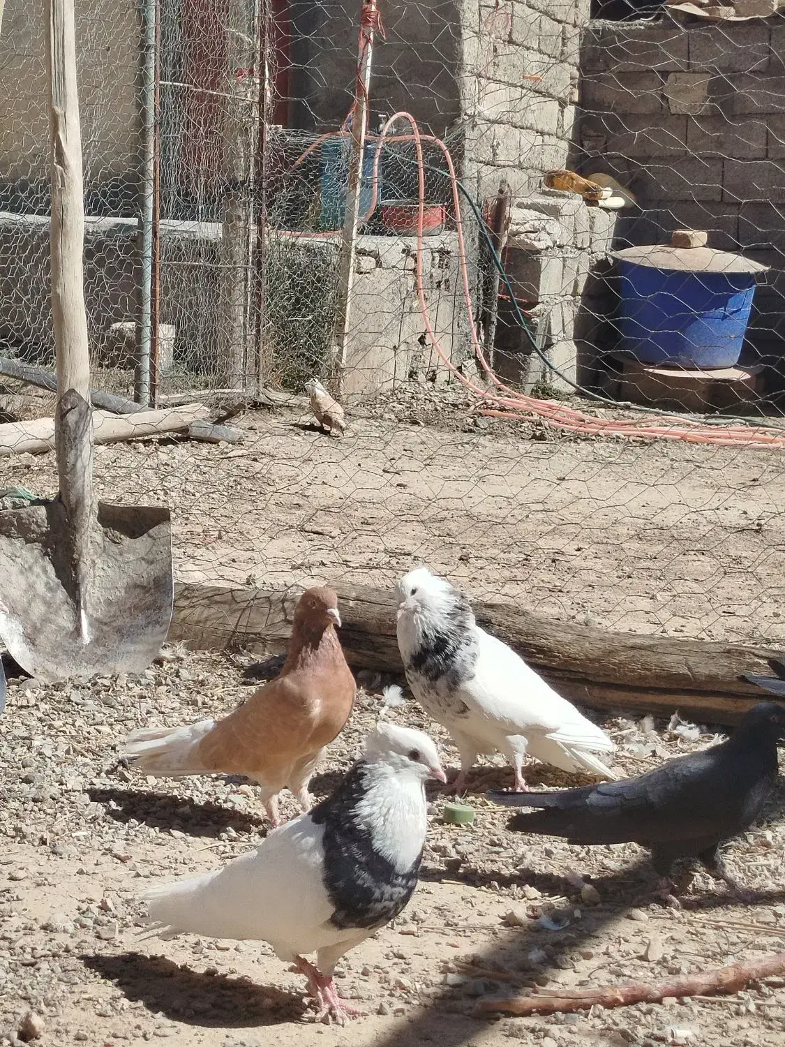 طوقی|پرنده|دهگلان, |دیوار