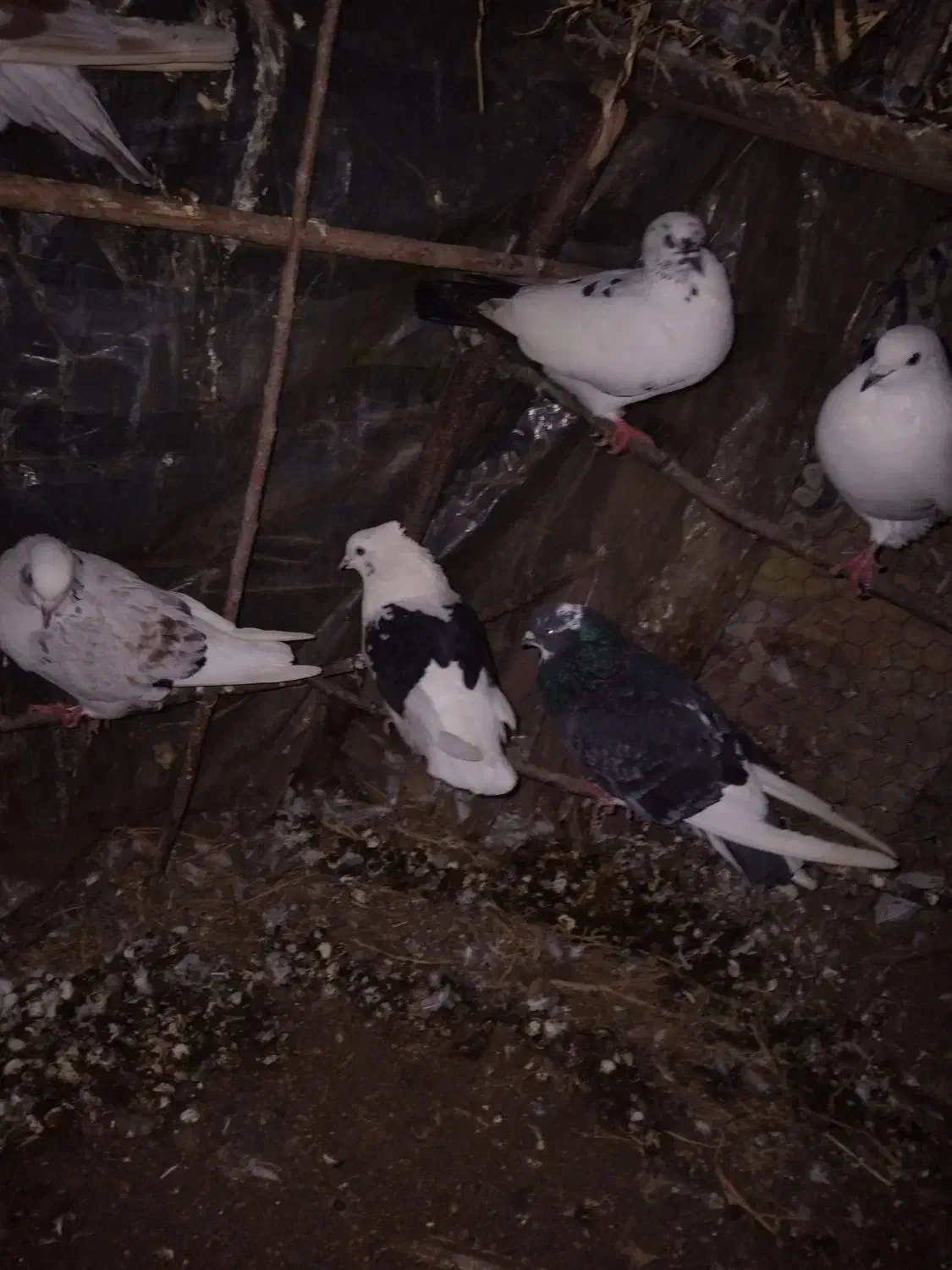 کبوتر پروازی|پرنده|کلاچای, |دیوار