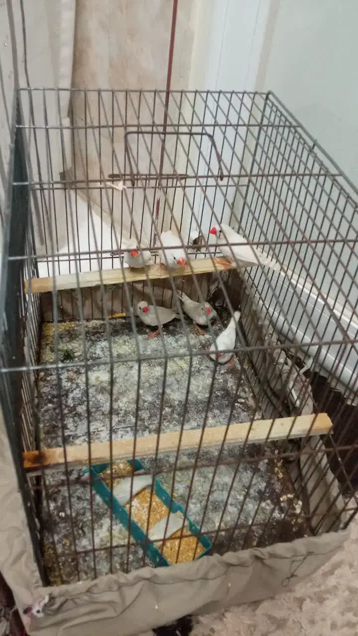 فنج آماده|پرنده|کاشان, فاز ۲ ناجی آباد|دیوار