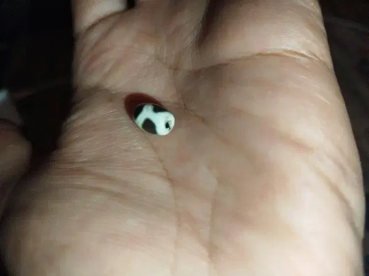 مهره اصل بودایی مهرها اصل انرژی|کلکسیون اشیاء عتیقه|کرمان, |دیوار