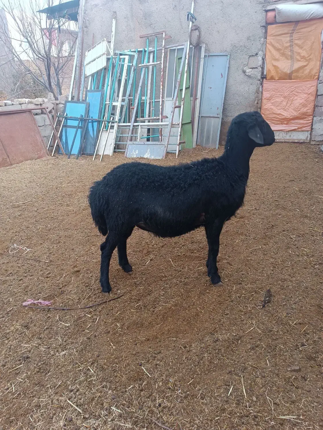 قوچ قره قزل اصل موفر|حیوانات مزرعه|خرمدره, |دیوار