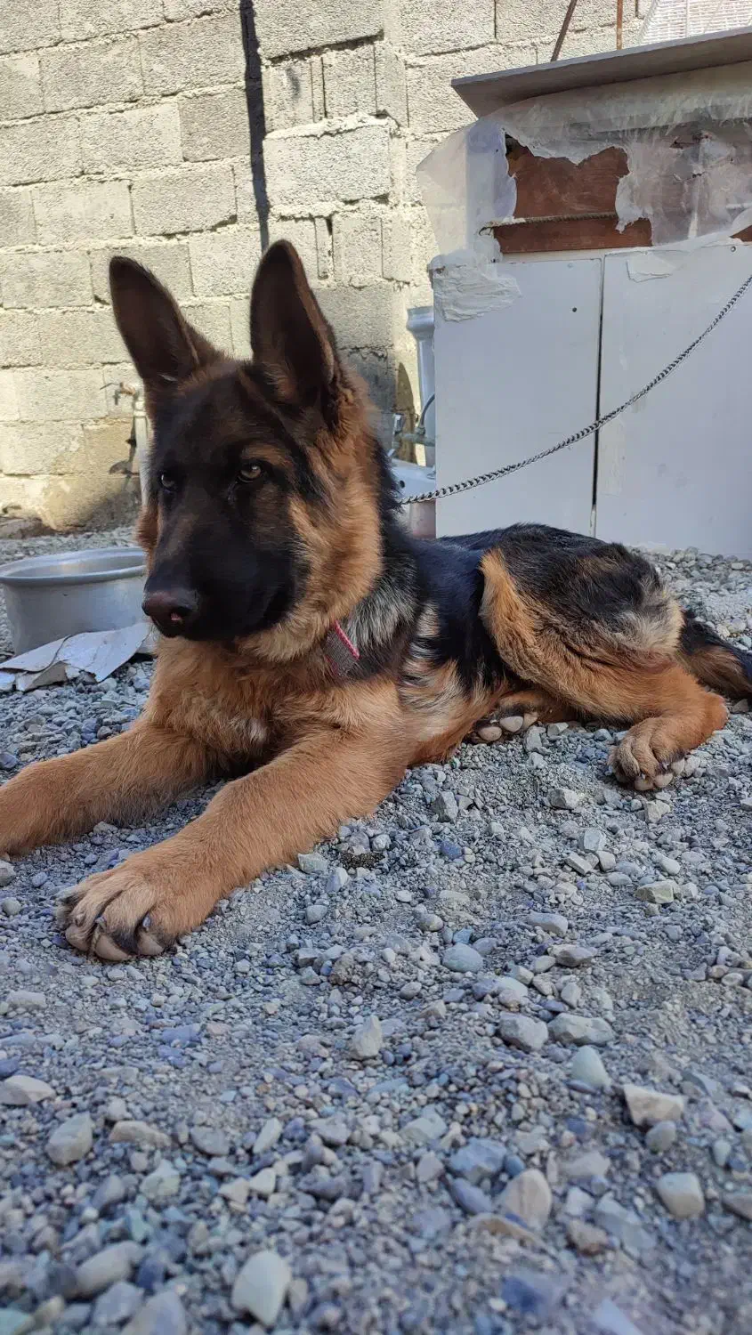 ماده ژرمن اصیل دو ساله|سگ|ماهدشت, |دیوار