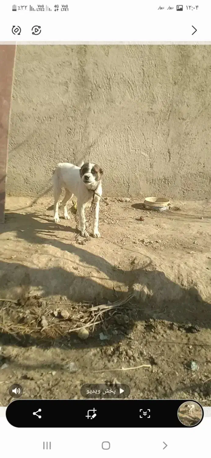 سگ نگهبان|سگ|هشتگرد, ایقربلاغ|دیوار