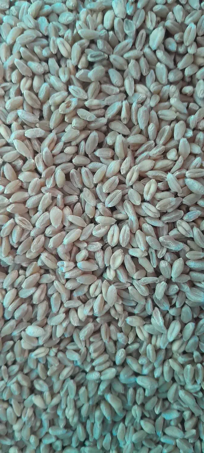 گندم|خوردنی و آشامیدنی|بهمن صغاد, |دیوار