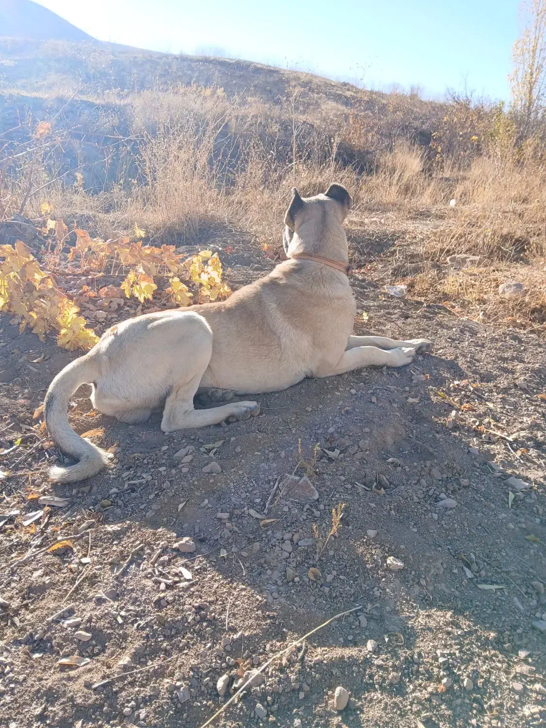 سگ سرابی|سگ|حلب, |دیوار