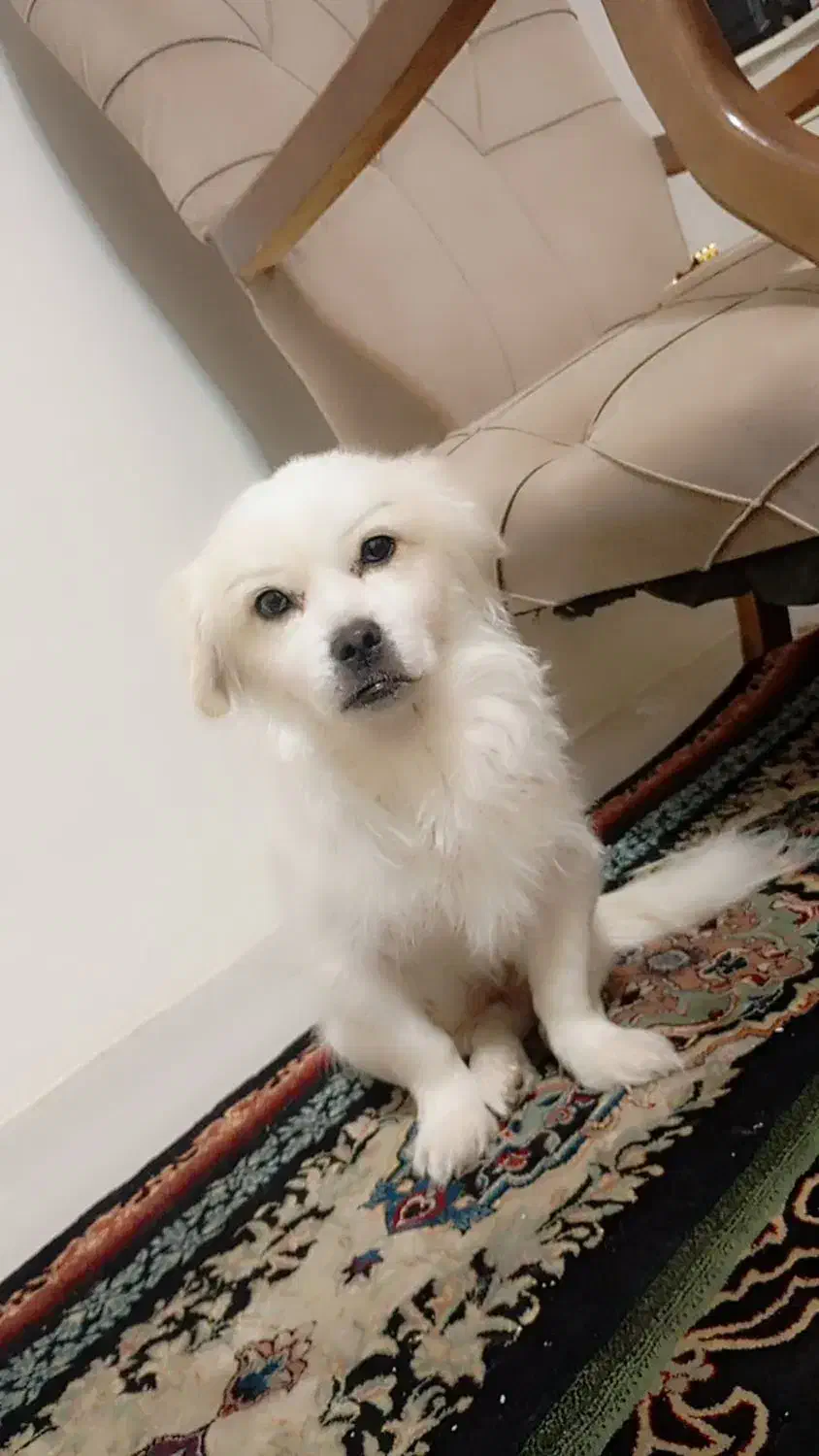 سگ پاپی پا کوتاه|سگ|پرند, فاز ۶|دیوار