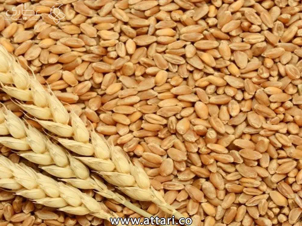 گندم|خدمات باغبانی و درختکاری|مشهد, فدک|دیوار