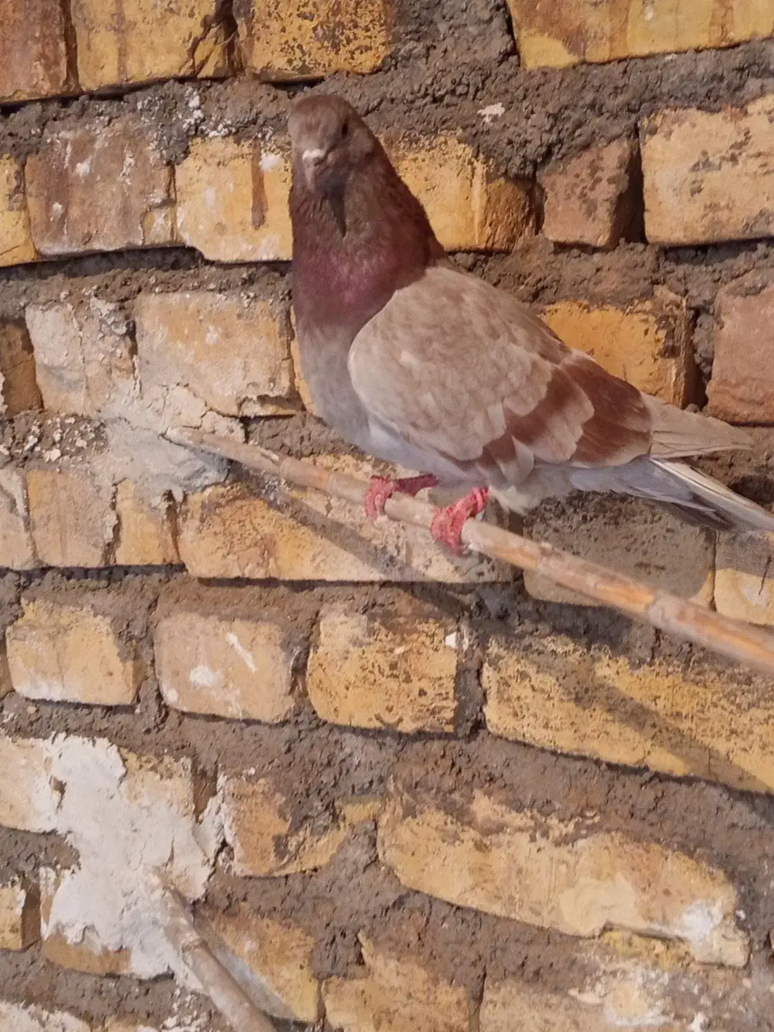 کفتر|پرنده|آران و بیدگل, |دیوار