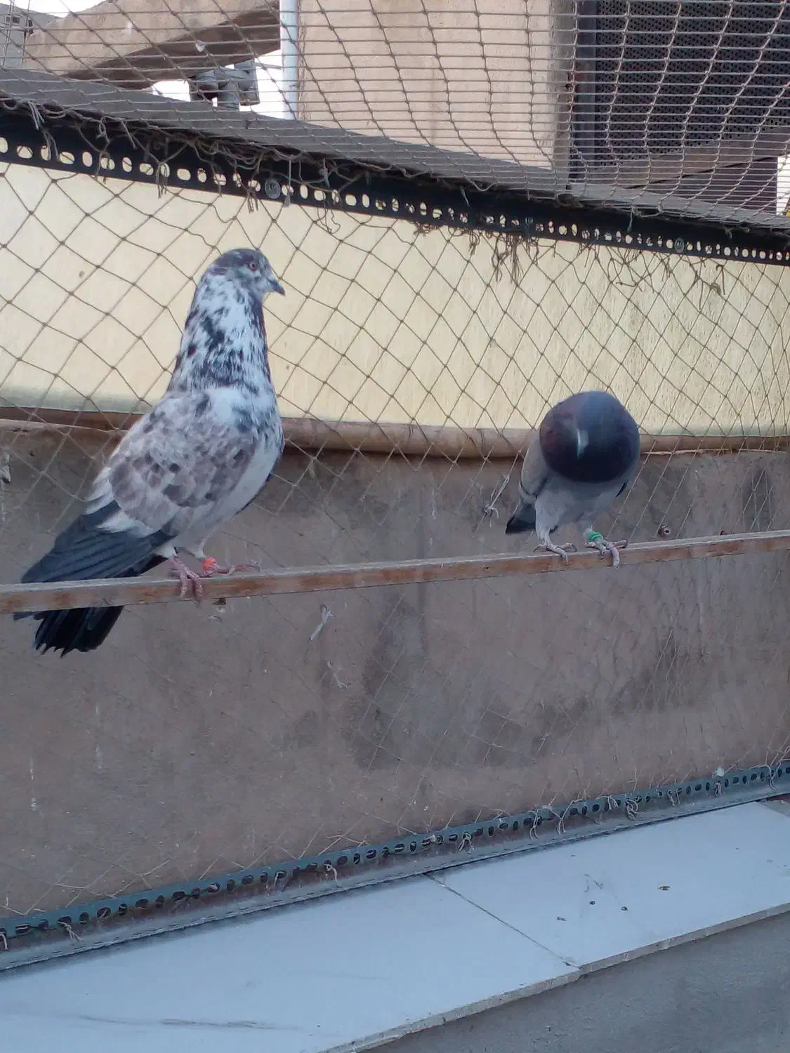 یک جفت کفتر بعداز ظهری|پرنده|تهران, هلال احمر|دیوار