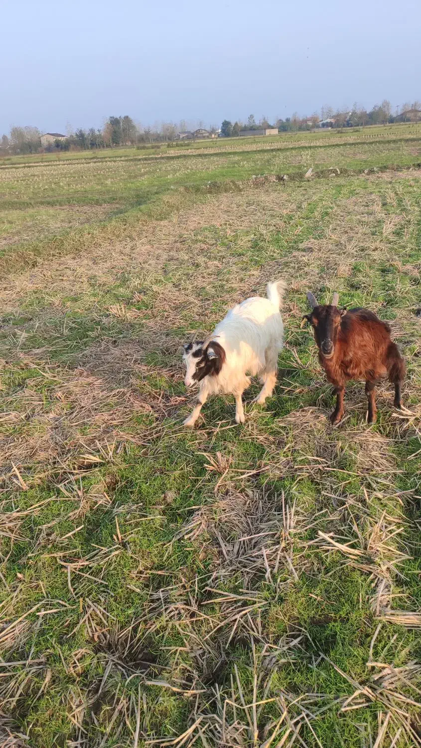 دو عدد بز ماده|حیوانات مزرعه|تولم شهر, |دیوار