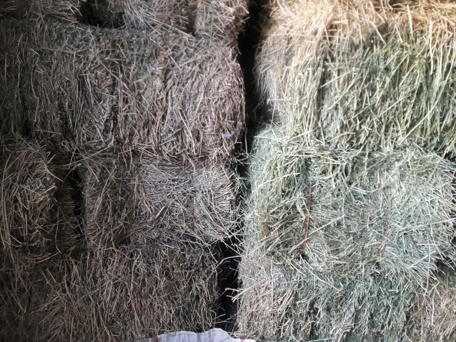 یونجه|لوازم جانبی حیوانات|اسدآباد, |دیوار