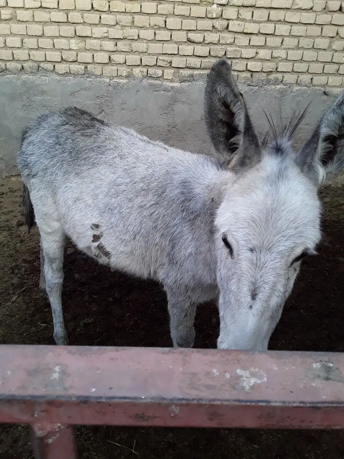 کره الاغ ماده گله ایی|حیوانات مزرعه|سمنان, |دیوار