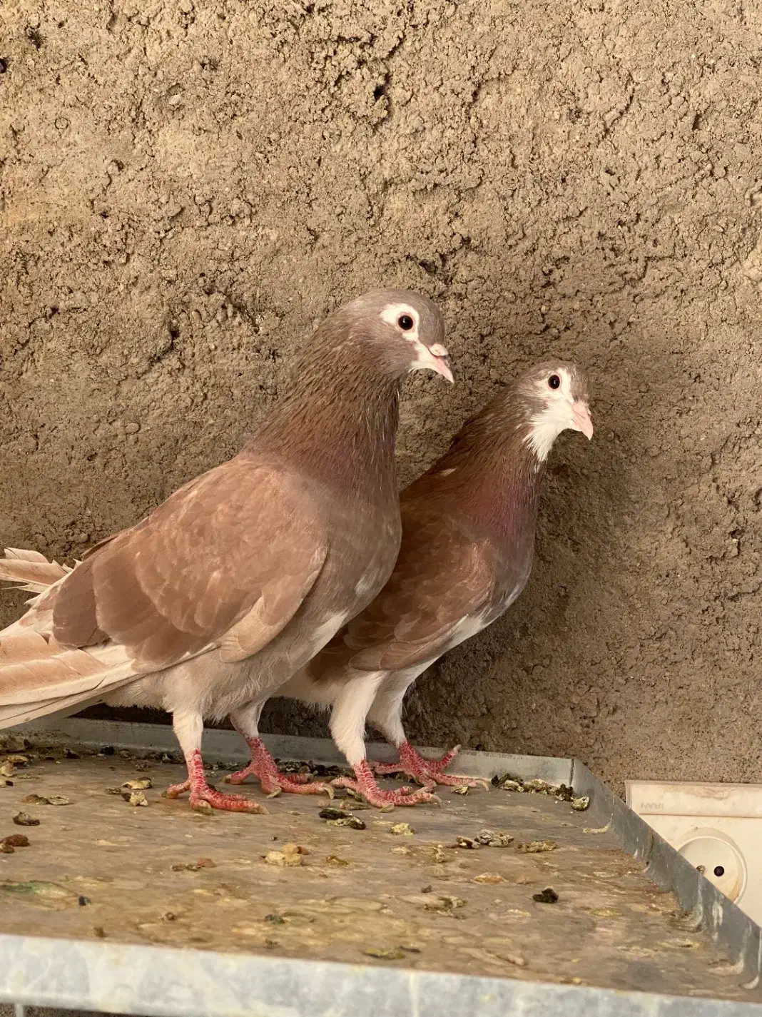 کبوتر دمگیر سرخ|پرنده|برخوار, |دیوار