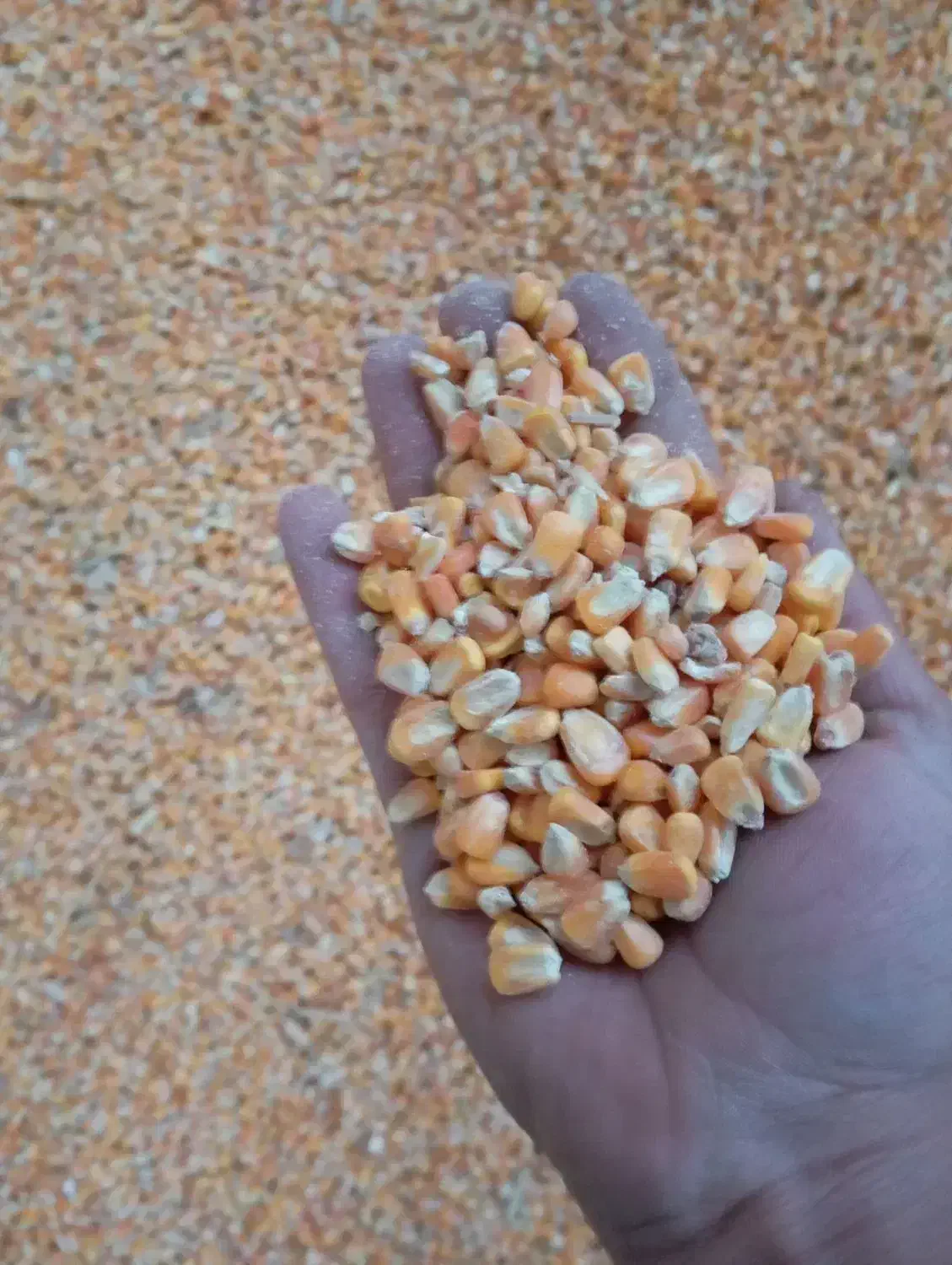 ذرت|خدمات باغبانی و درختکاری|فاریاب, |دیوار