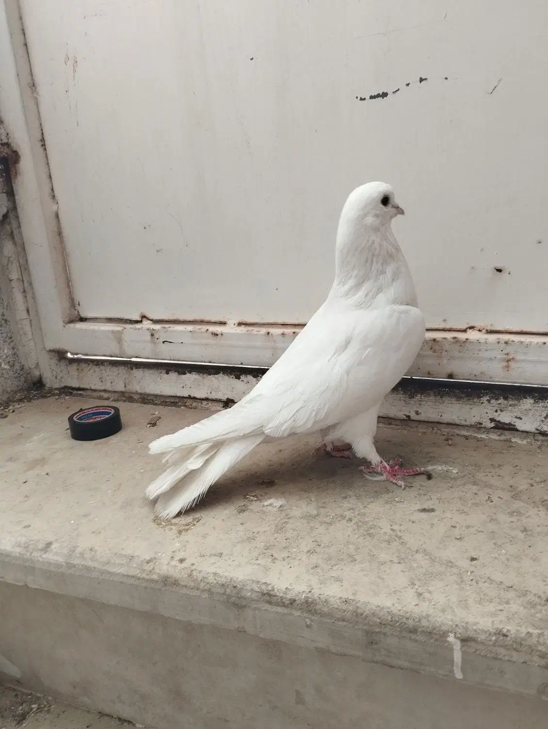 کاشانی یا تهرانی|پرنده|بندر ماهشهر, |دیوار