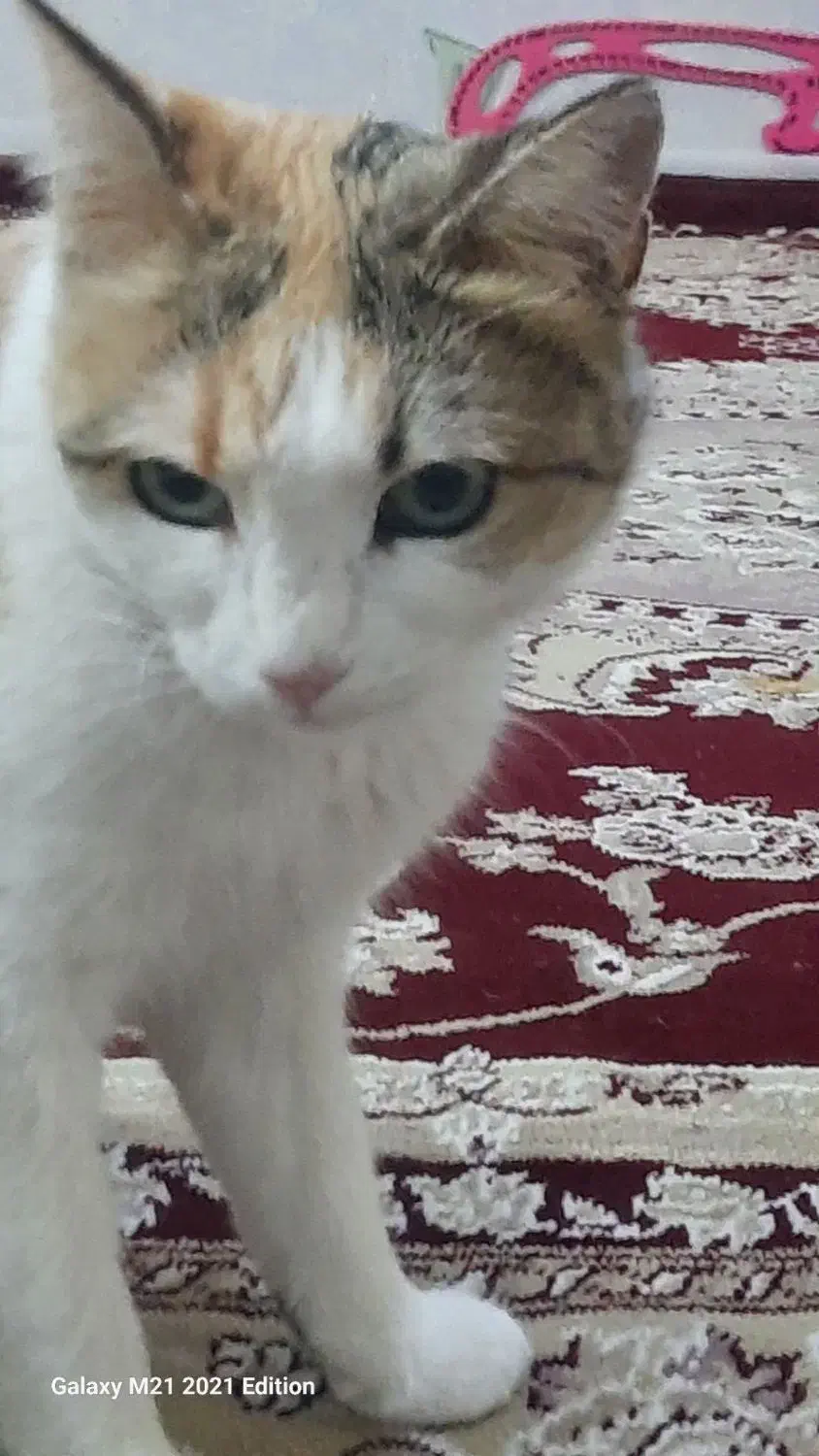 گربه|گربه|ابهر, |دیوار