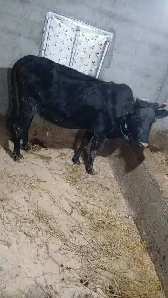 گاو ماده ابستن|حیوانات مزرعه|آستارا, |دیوار