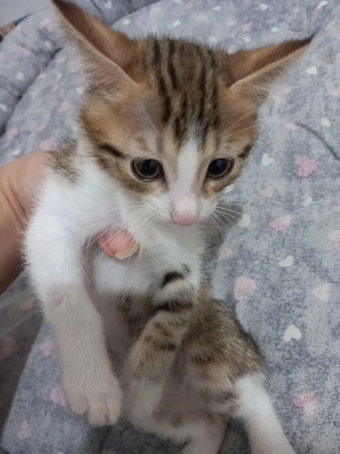 واگذاری سه عدد بچه گربه بازیگوش|گربه|رودسر, |دیوار