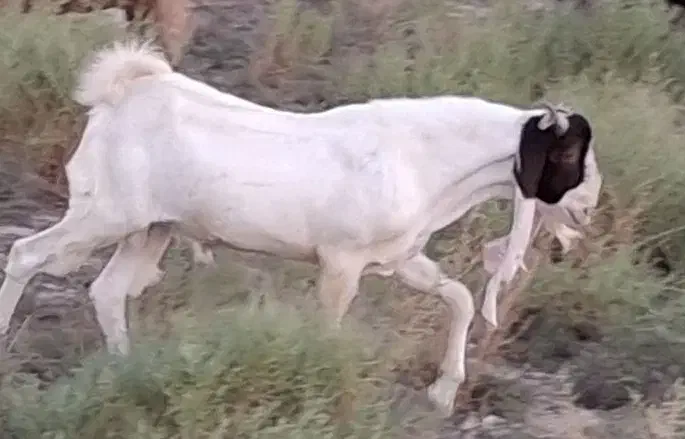 نر بز|حیوانات مزرعه|بندر گناوه, |دیوار