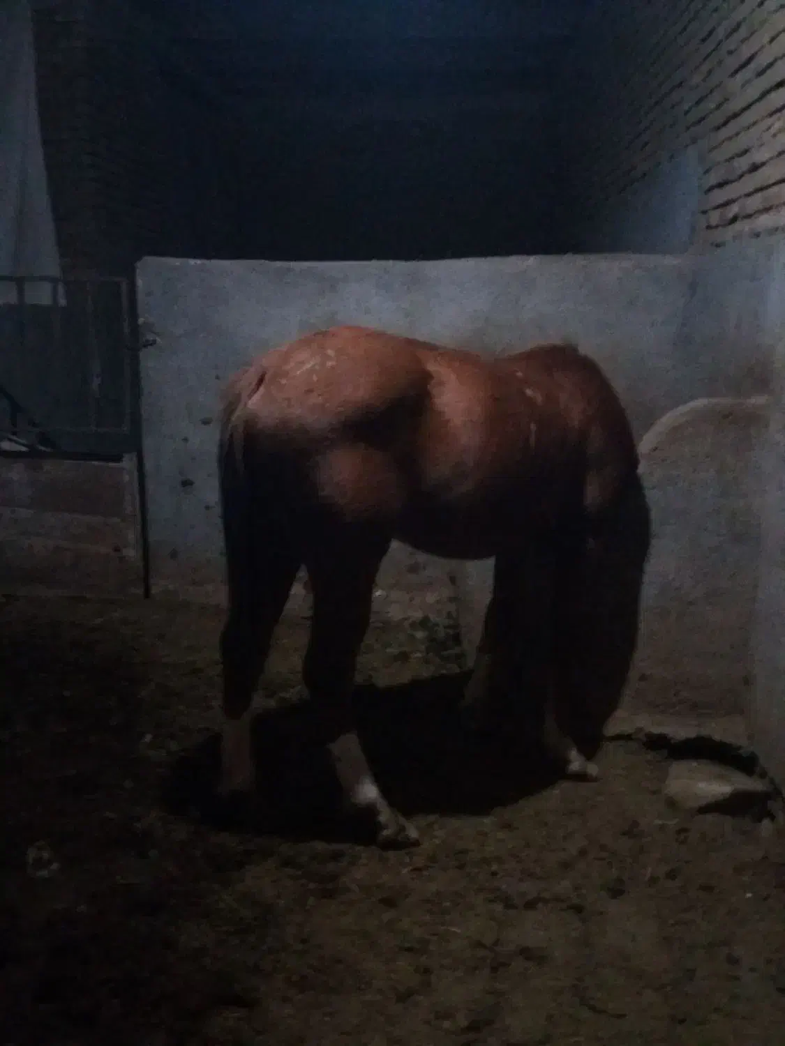 اسب ترکمن|اسب و تجهیزات اسب‌سواری|سبزوار, شرق کال میانی|دیوار