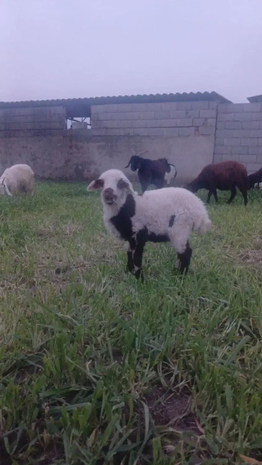 ۲راس بره نر و ماده|حیوانات مزرعه|گرگان, |دیوار