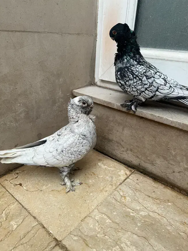 جفت کبوتر بلاندنیت سیلور|پرنده|تهران, سردارجنگل|دیوار