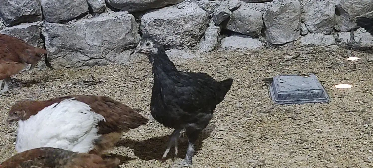 جوجه خروس و جوجه مرغ محلی|حیوانات مزرعه|ارژن, |دیوار