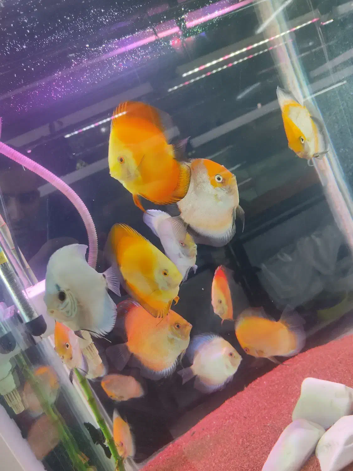 دیسکس|ماهی|تهران, مولوی|دیوار