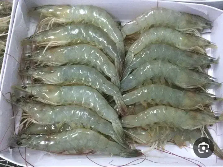 میگو صادراتی پوست گیری و رگ گیری شده درجه یک|خوردنی و آشامیدنی|جلین, |دیوار