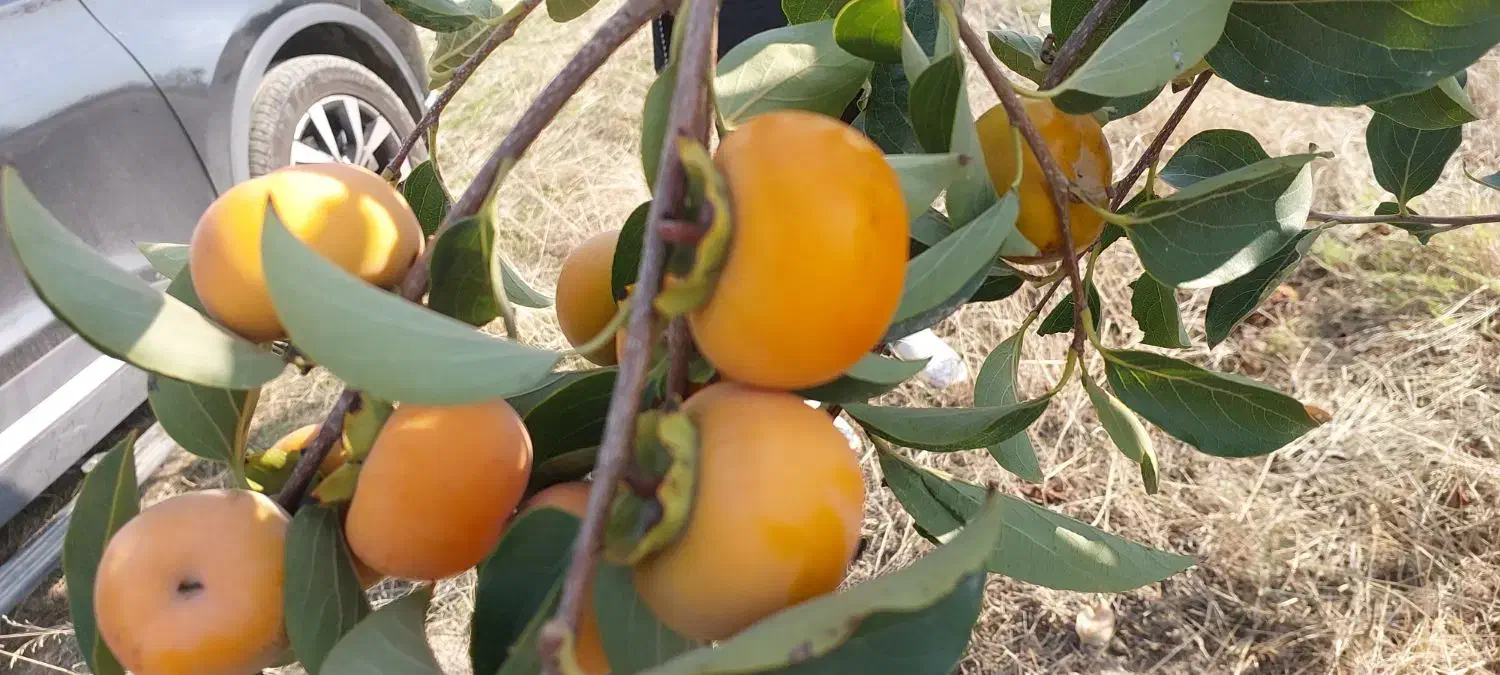 اجاره زمین کشاورزی  به مساحت ۷۰۰۰ متر|اجارهٔ دفتر صنعتی، کشاورزی، تجاری|گرگان, |دیوار