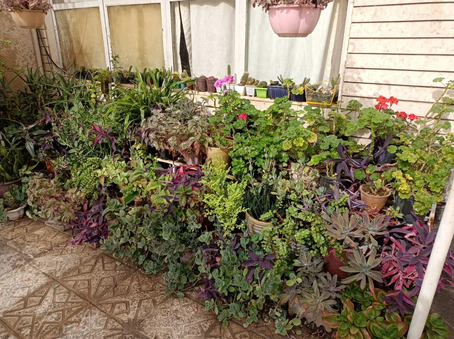 گلدان گل حیاط|گل و گیاه طبیعی|اصفهان, باغ دریاچه|دیوار