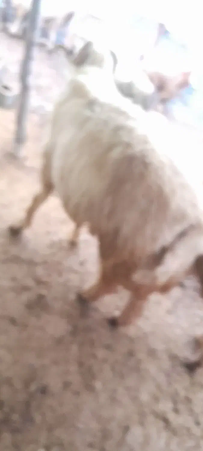 حیوان|حیوانات مزرعه|مارگون, |دیوار