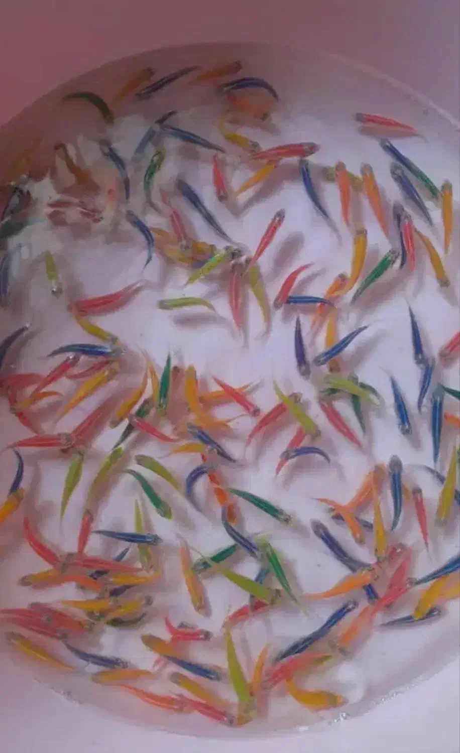 زبرا|ماهی|زنجان, |دیوار