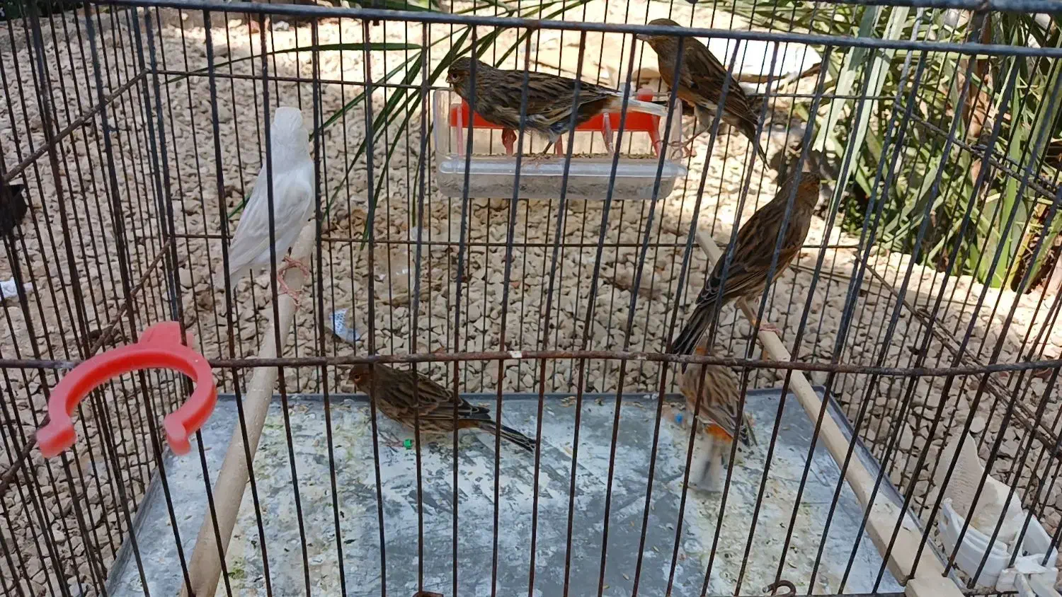 قناری نر ماده|پرنده|آبپخش, |دیوار