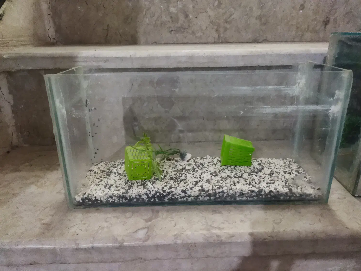 آکواریوم|ماهی|قوچان, |دیوار