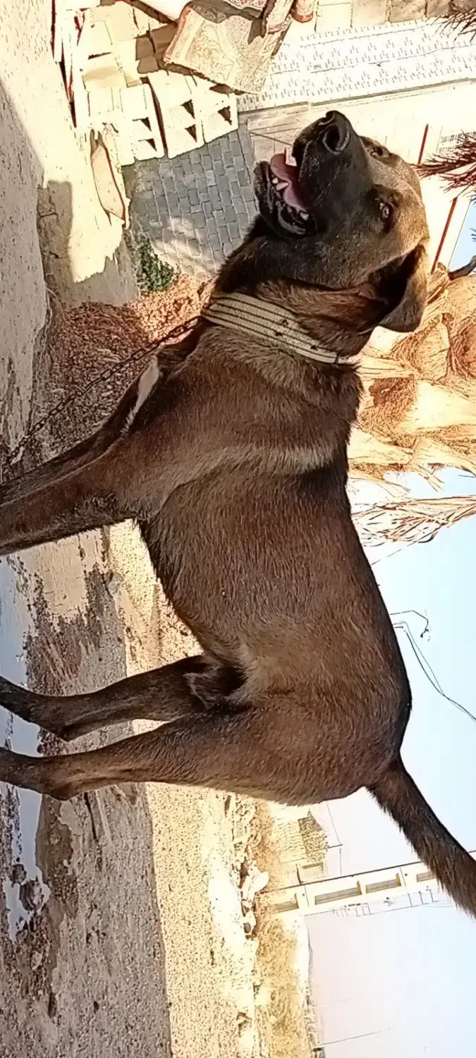 سگ سرابی اصیل|سگ|دهدشت, |دیوار