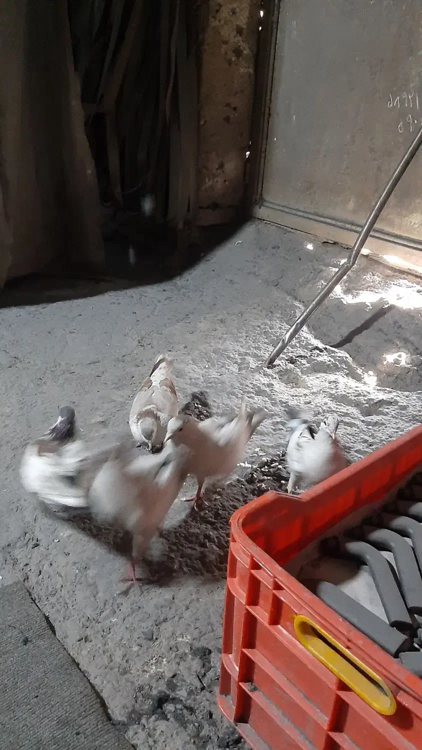 کبوتر|سگ|پاکدشت, خاتون آباد|دیوار