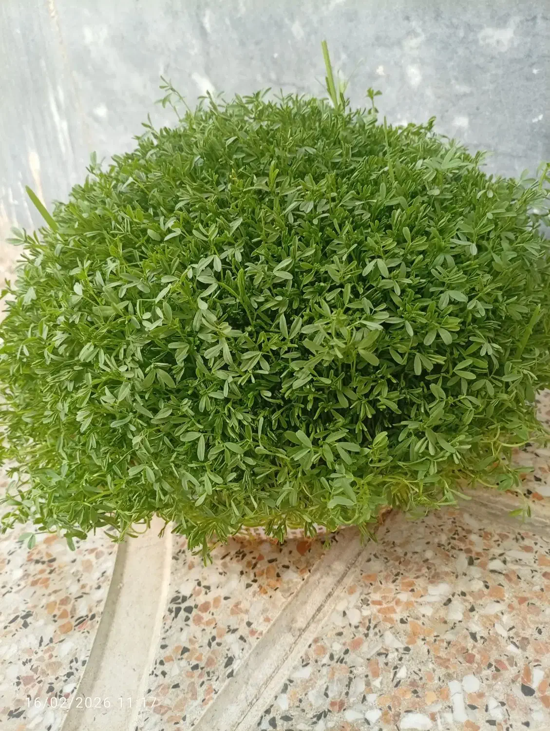 سبزی|گل و گیاه طبیعی|کوهدشت, |دیوار