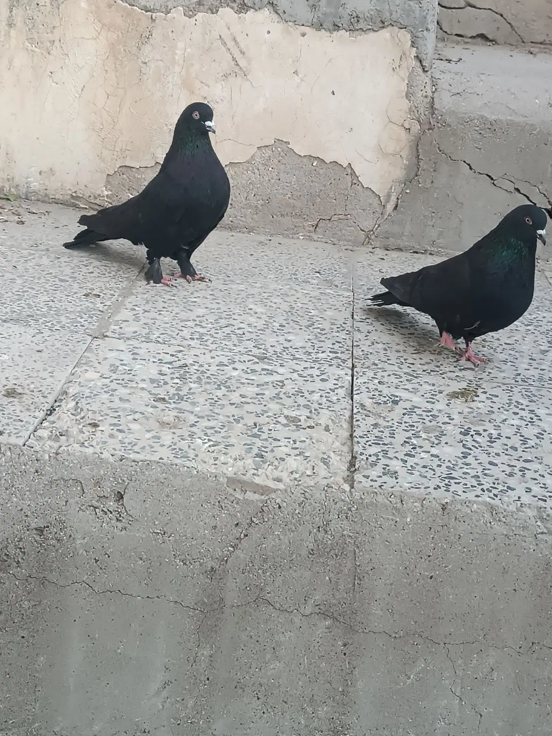 کبوتر|پرنده|فارسان, |دیوار