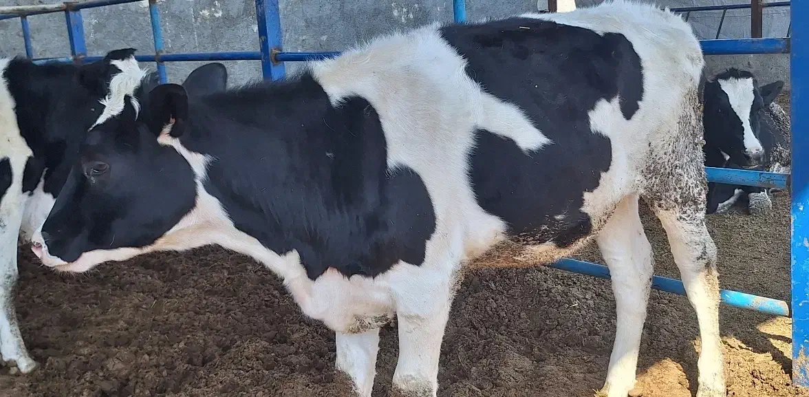 گاو گوساله نوبر|حیوانات مزرعه|مرودشت, کناره|دیوار