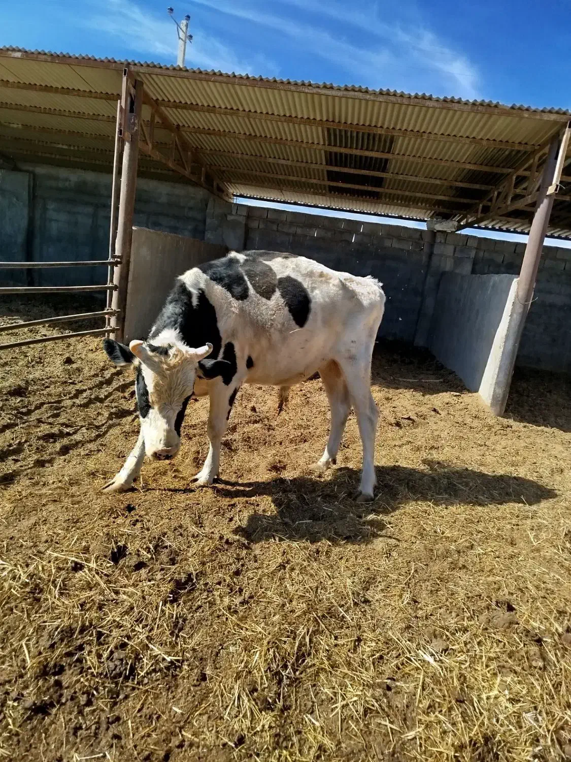 گاو نر|حیوانات مزرعه|راین, |دیوار