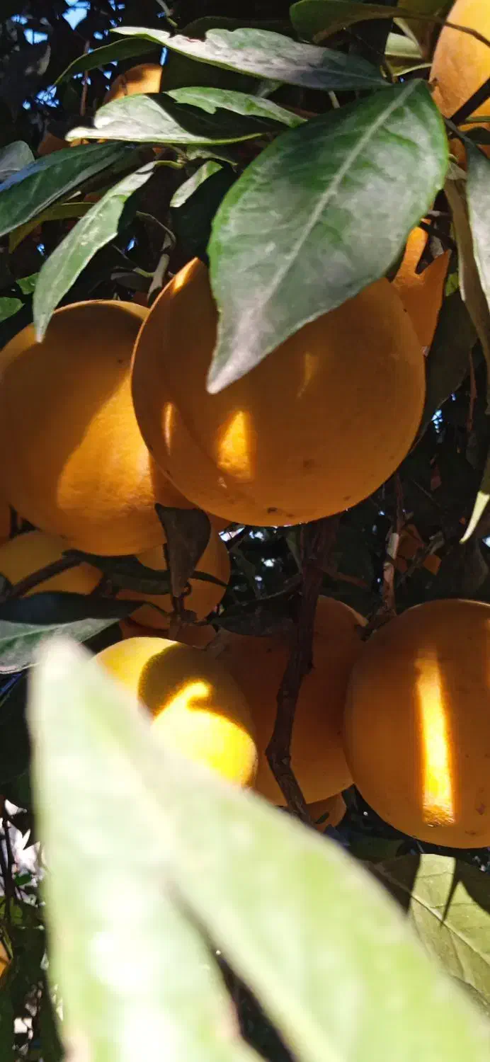 پرتقال تامسون شیرین آب دار|خوردنی و آشامیدنی|قائم‌شهر, |دیوار