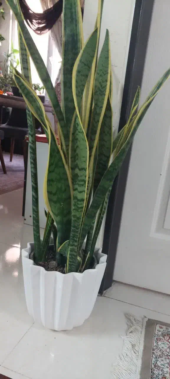 گل سانسوریا ابلغ بزرگ|گل و گیاه طبیعی|تهران, افسریه جنوبی|دیوار