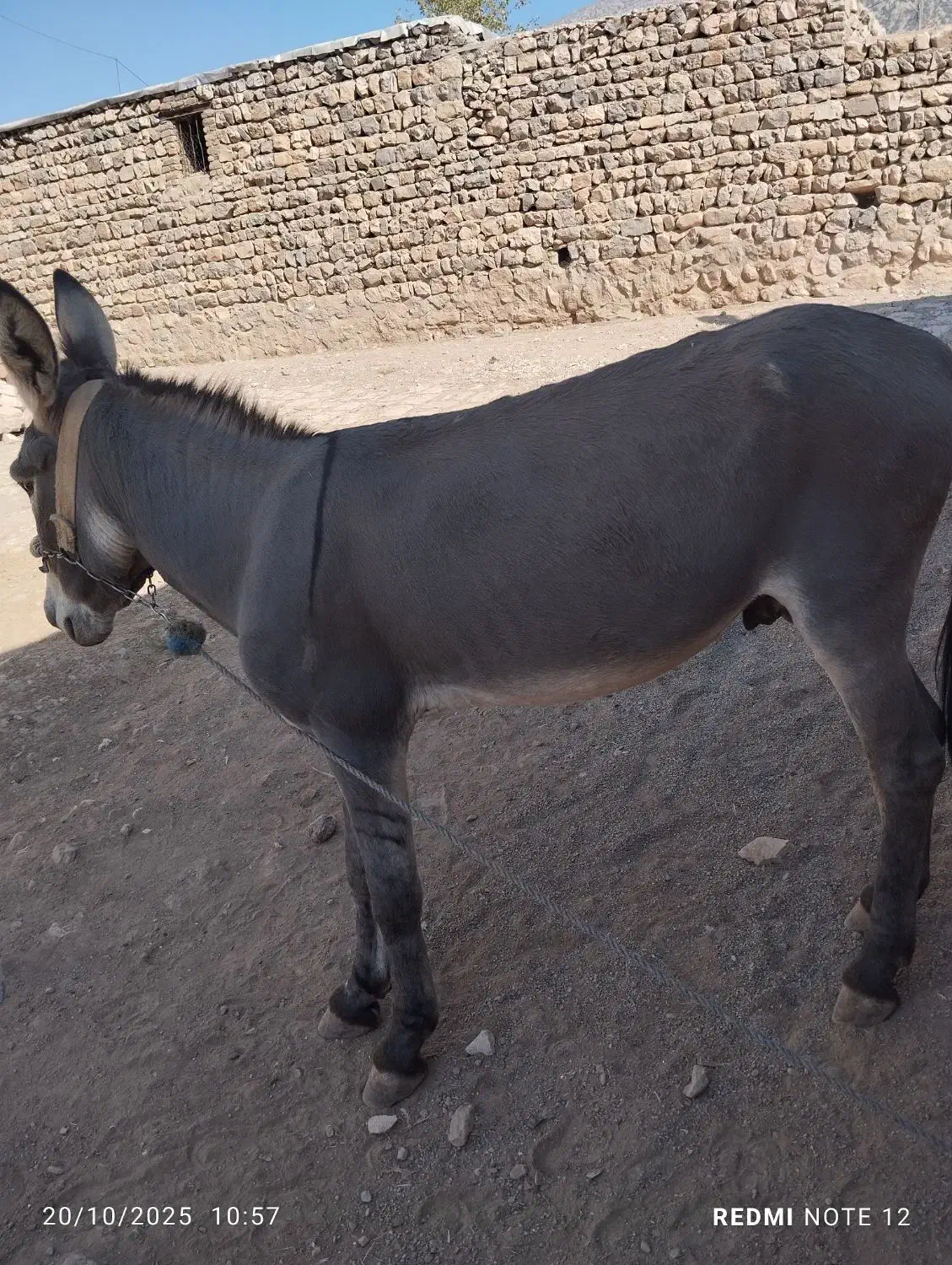 خر رزنگ و سر حال مو پر هم هست|حیوانات مزرعه|چگنی, |دیوار