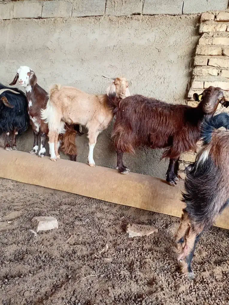 کره نر|حیوانات مزرعه|هامون, |دیوار