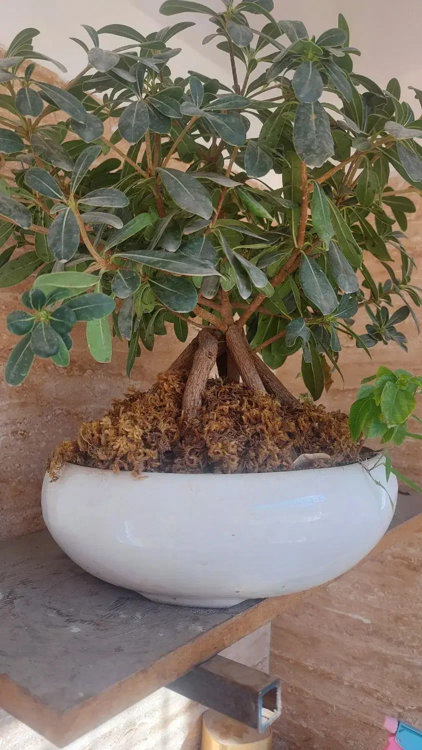 بونسای میخک هندی و افرا|گل و گیاه طبیعی|کرج, آق تپه|دیوار