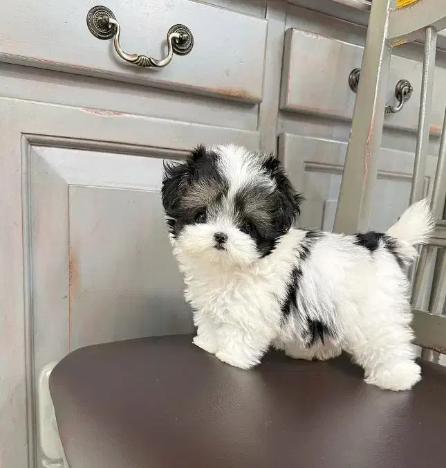 پوودل ، شیتزو‌|سگ|رشت, استادسرا|دیوار